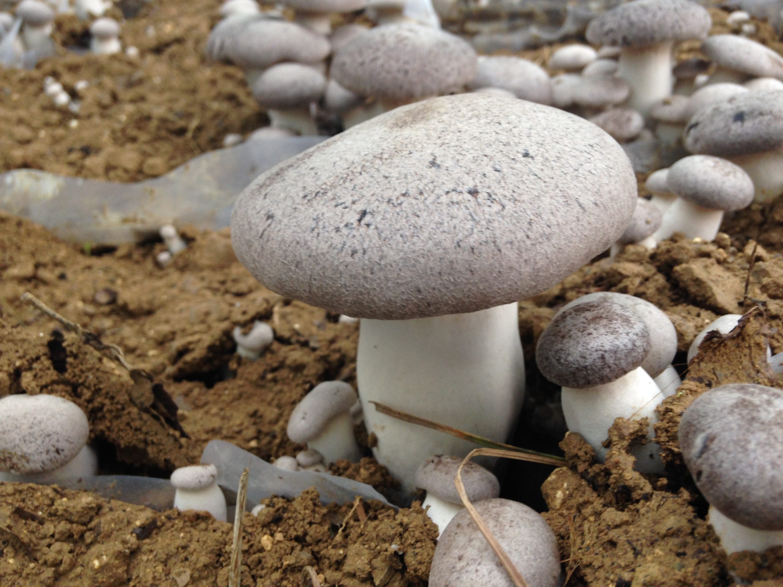 Agri Funghi Basilicata