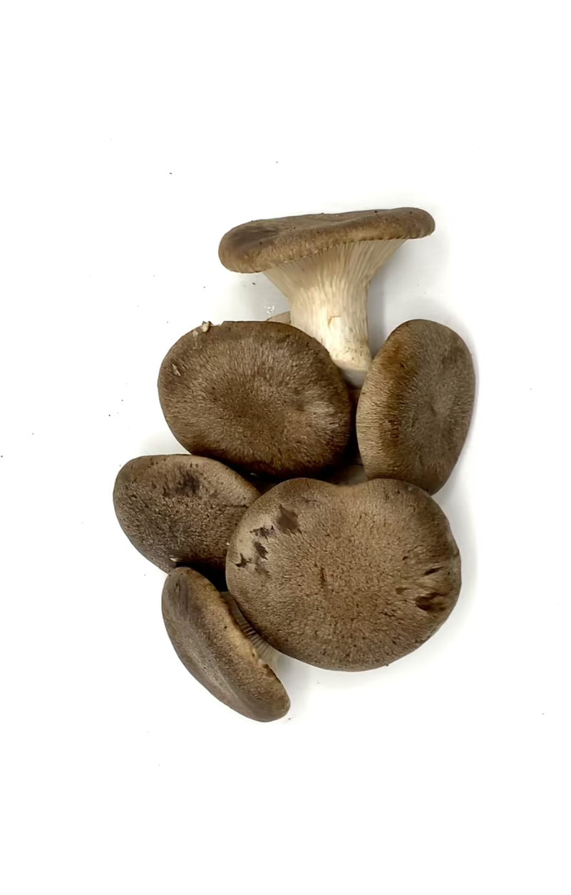 funghi cardoncelli