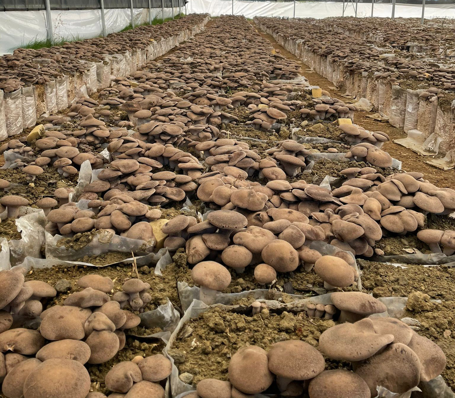 prateria di funghi cardoncelli