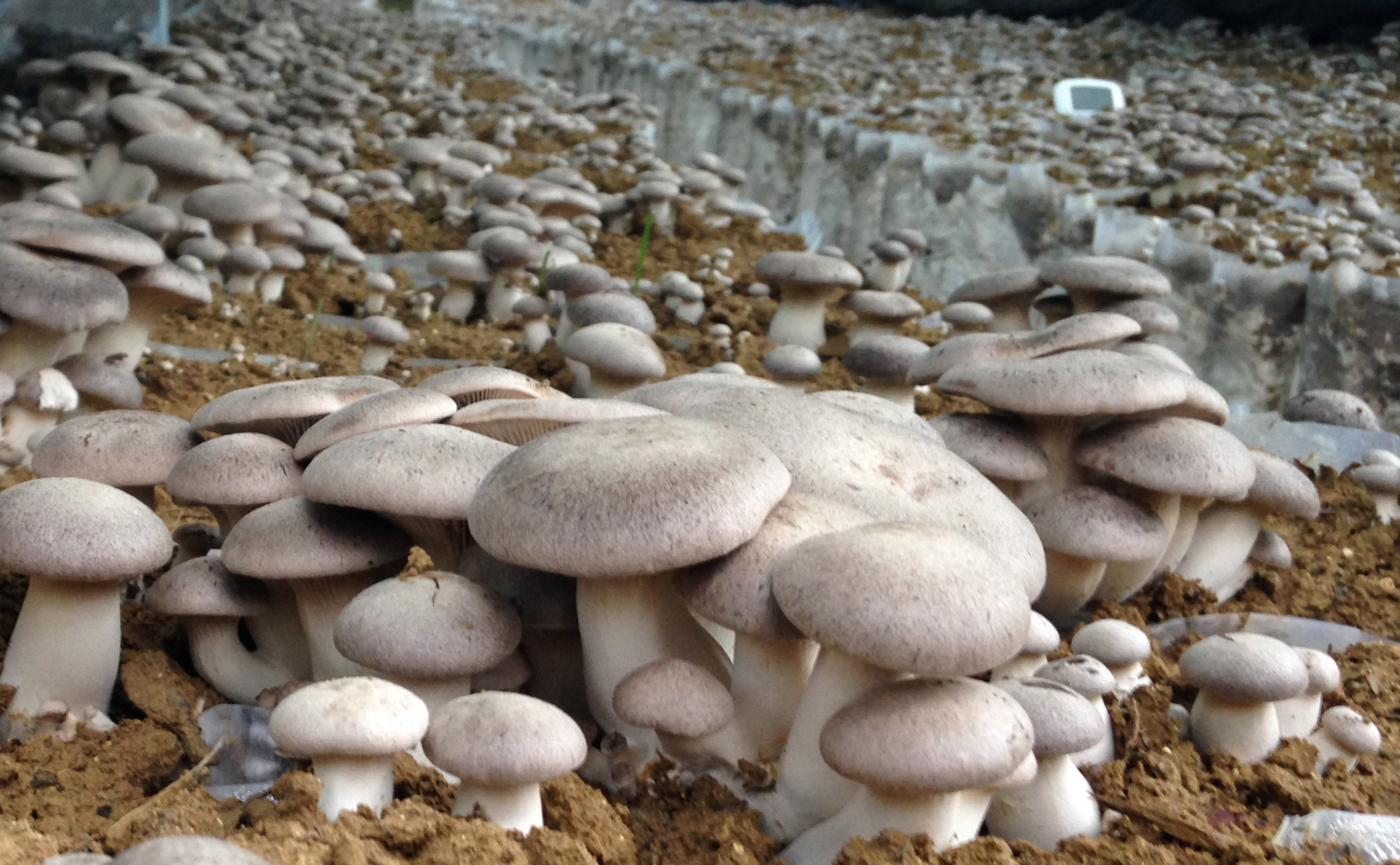 agri funghi prato